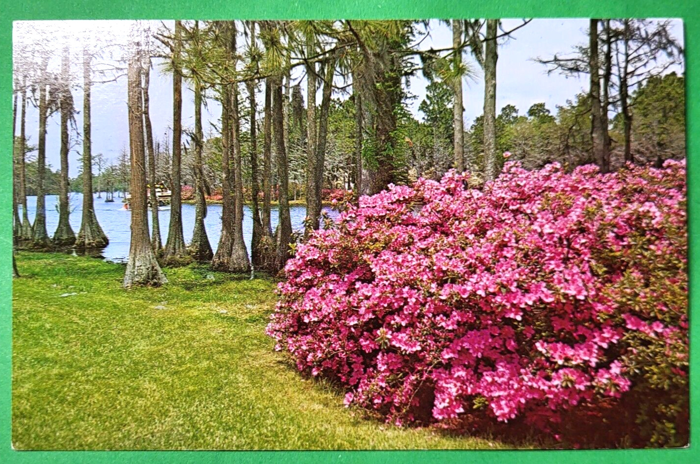 Greenfield Gardens Wilmington NC Camellias Azaleas Roses postcard