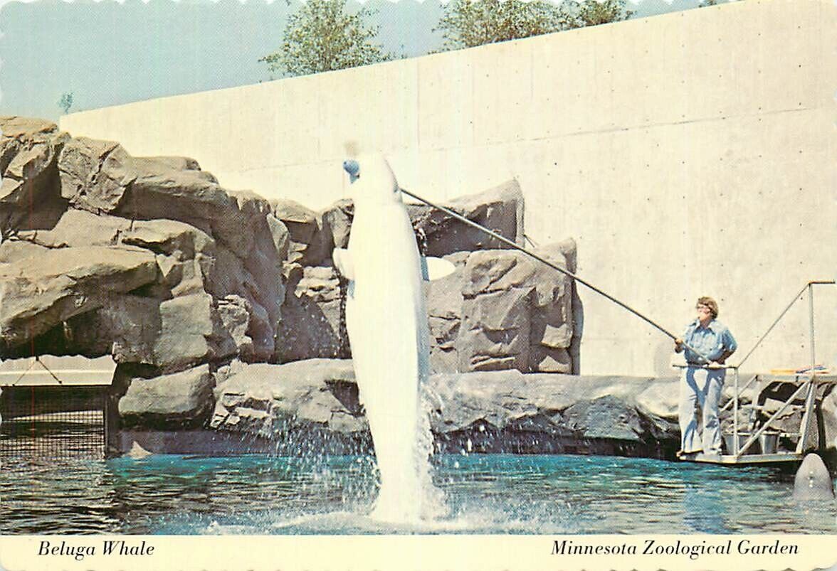 Postcard Beluga Whale, Minnesota Zoological Garden, Apple Valley, Minnesota
