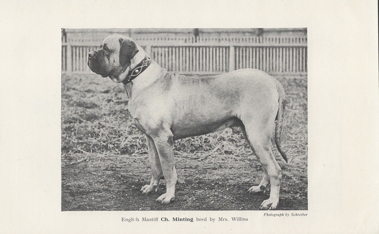 MASTIFF NAMED CHAMPION DOG OLD 1912 ANTIQUE PRINT