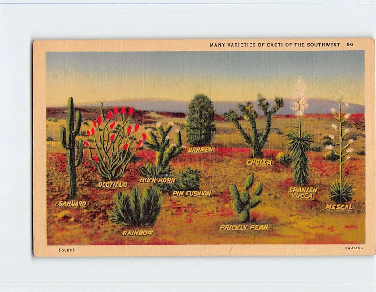 Postcard Many Varieties Of Cacti Of The Southwest