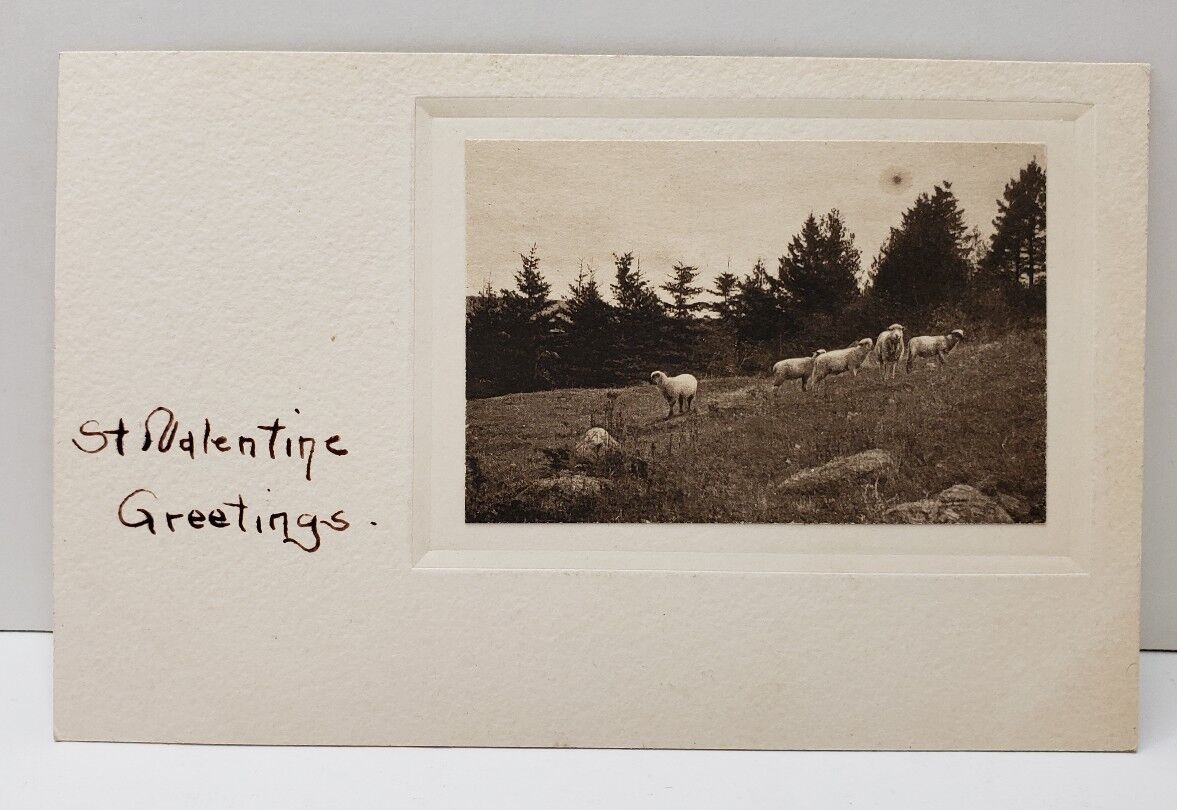 Rppc St Valentine\'s Greetings Sheep on Hillside Card or Postcard B13