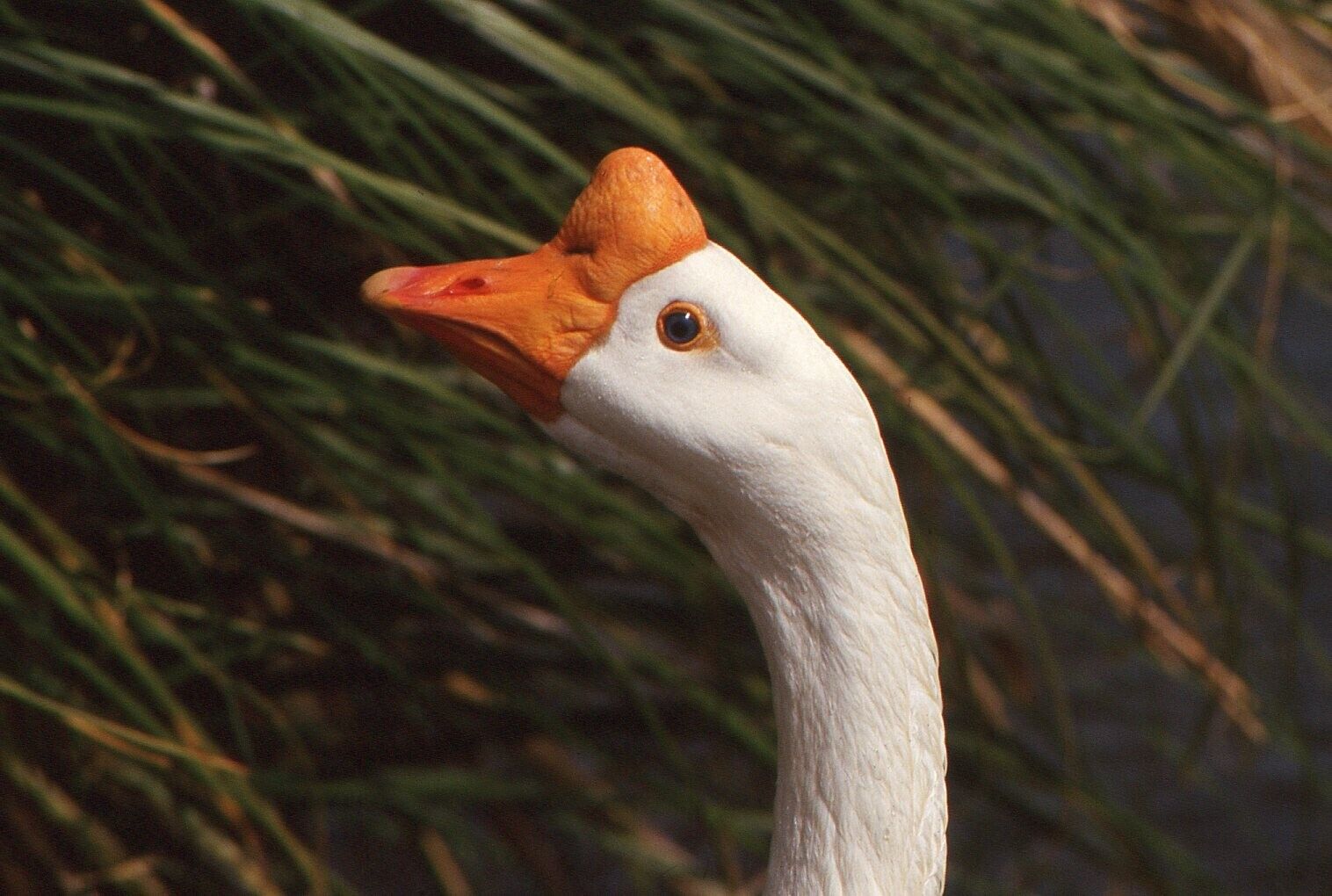 35 MM Color Slides Pro Photo Bird Chinese Goose Animal Close up 1987 #28