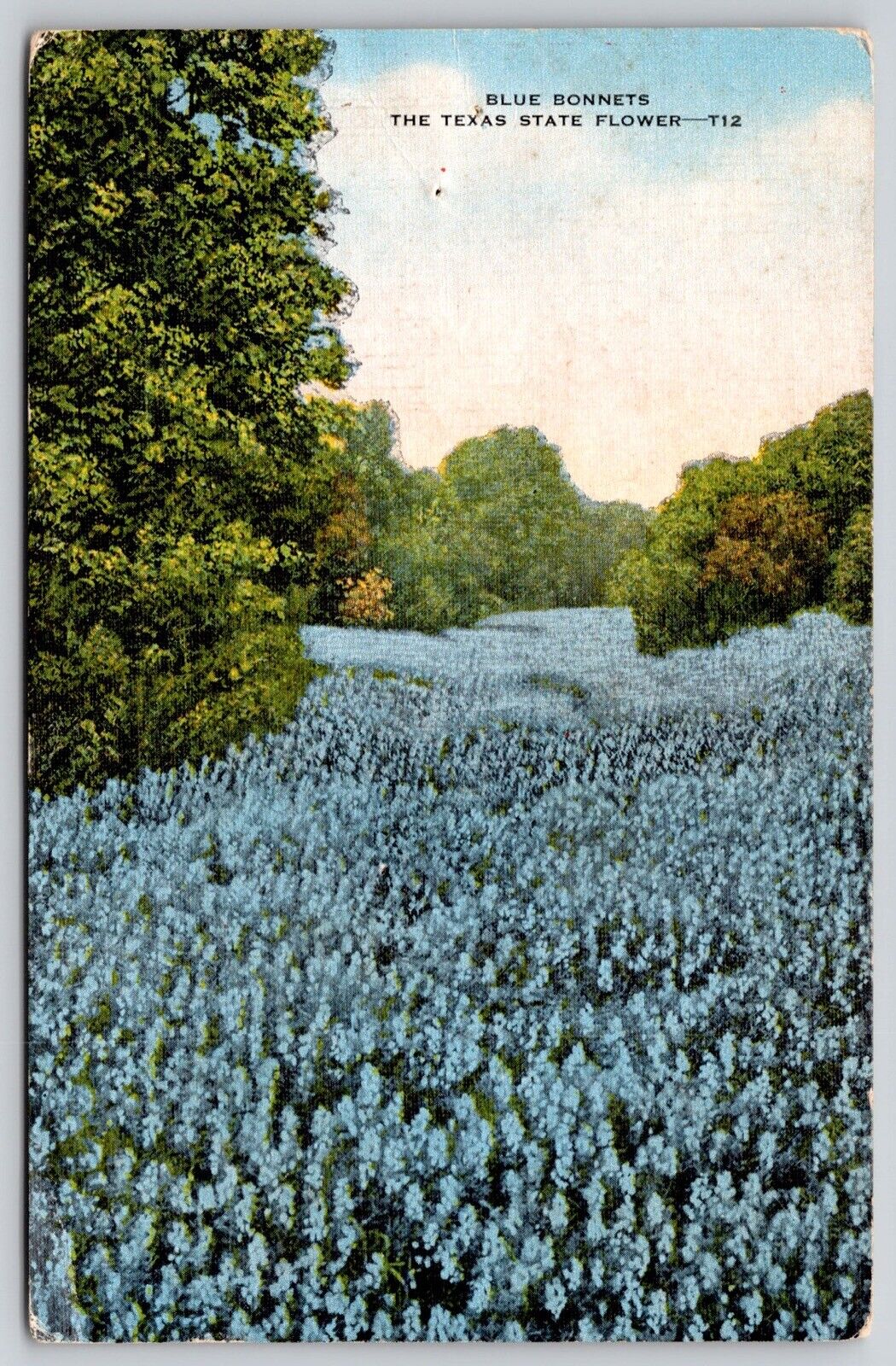 Blue Bonnets Texas State Flower Floral Field Abilene TX WOB Vintage PM Postcard