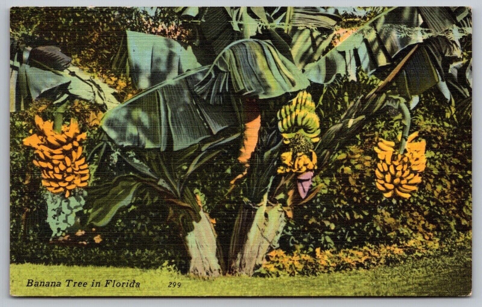 Banana Tree Florida Tropical Fruit Linen Cancel 1964 Vintage Lutz AZ PM Postcard