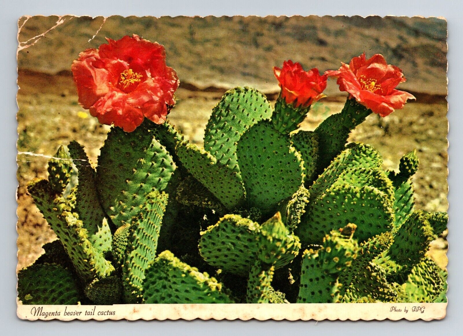 Vtg post card 5 3/4 x 4 1/8 inch blooming cactus in desert