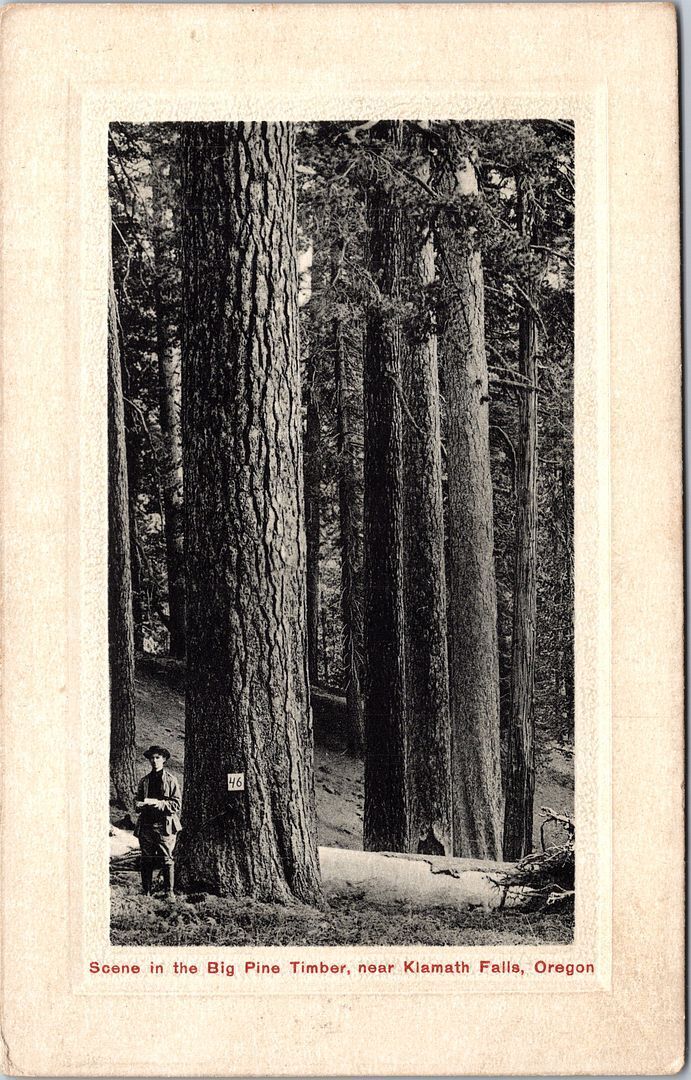 KLAMATH FALLS OR - Big Pine Timber Near Klamath Falls Real Photo Postcard rppc