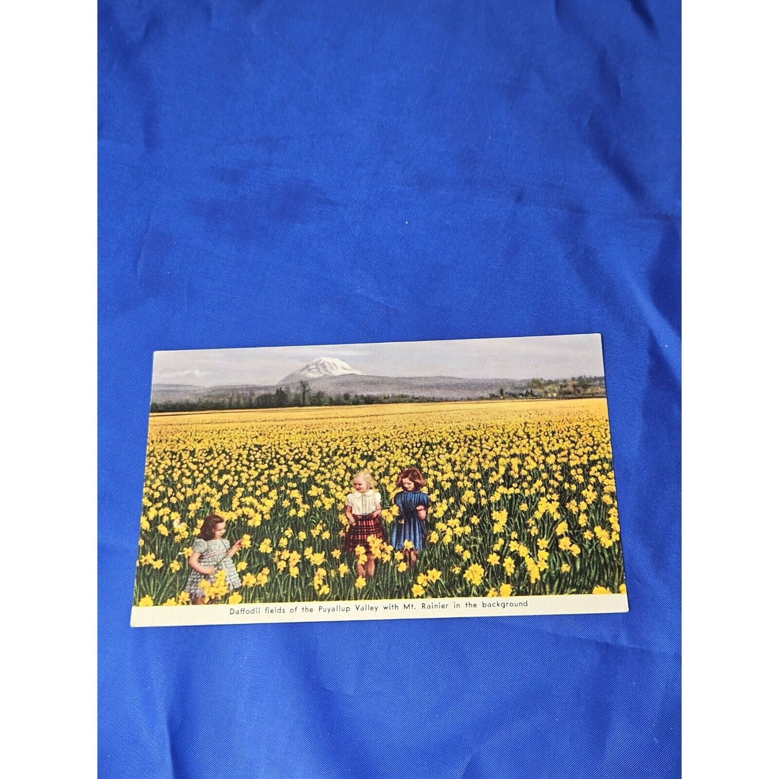 Daffodil Fields Of The Puyallup Valley Postcard Chrome Divided