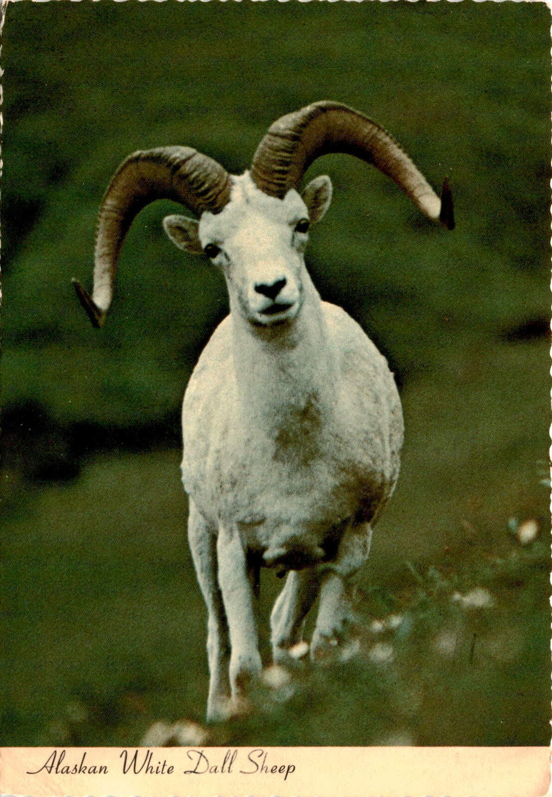 Alaskan White Dall Sheep, Alaska Joe, moose, Mrs. Ray Hull, Waus Postcard