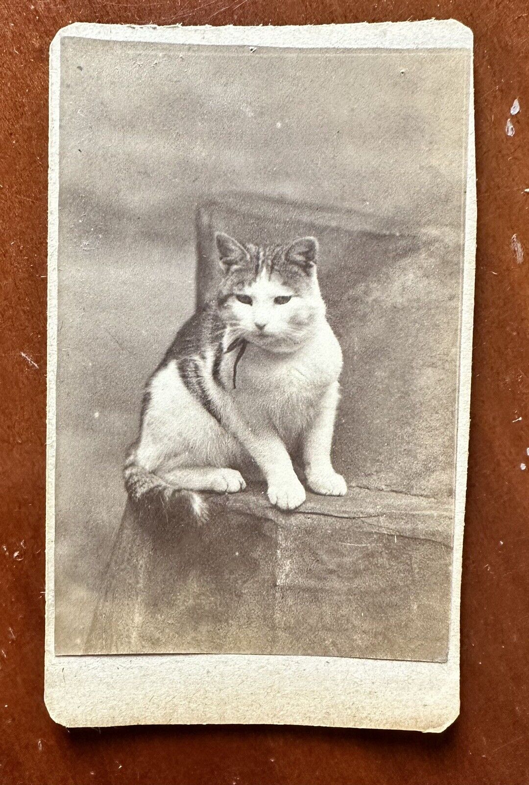 2 CDV Photos Of The Same Cat 1870s Prob Maine Photographer 1800s Antique Lot