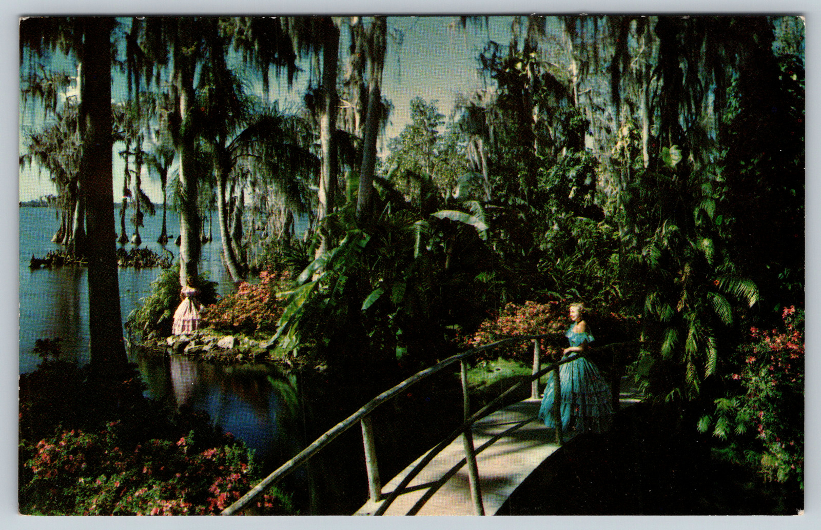 c1960s Tropical Vegetation Forida Palms Cypress Banana Trees Vintage Postcard