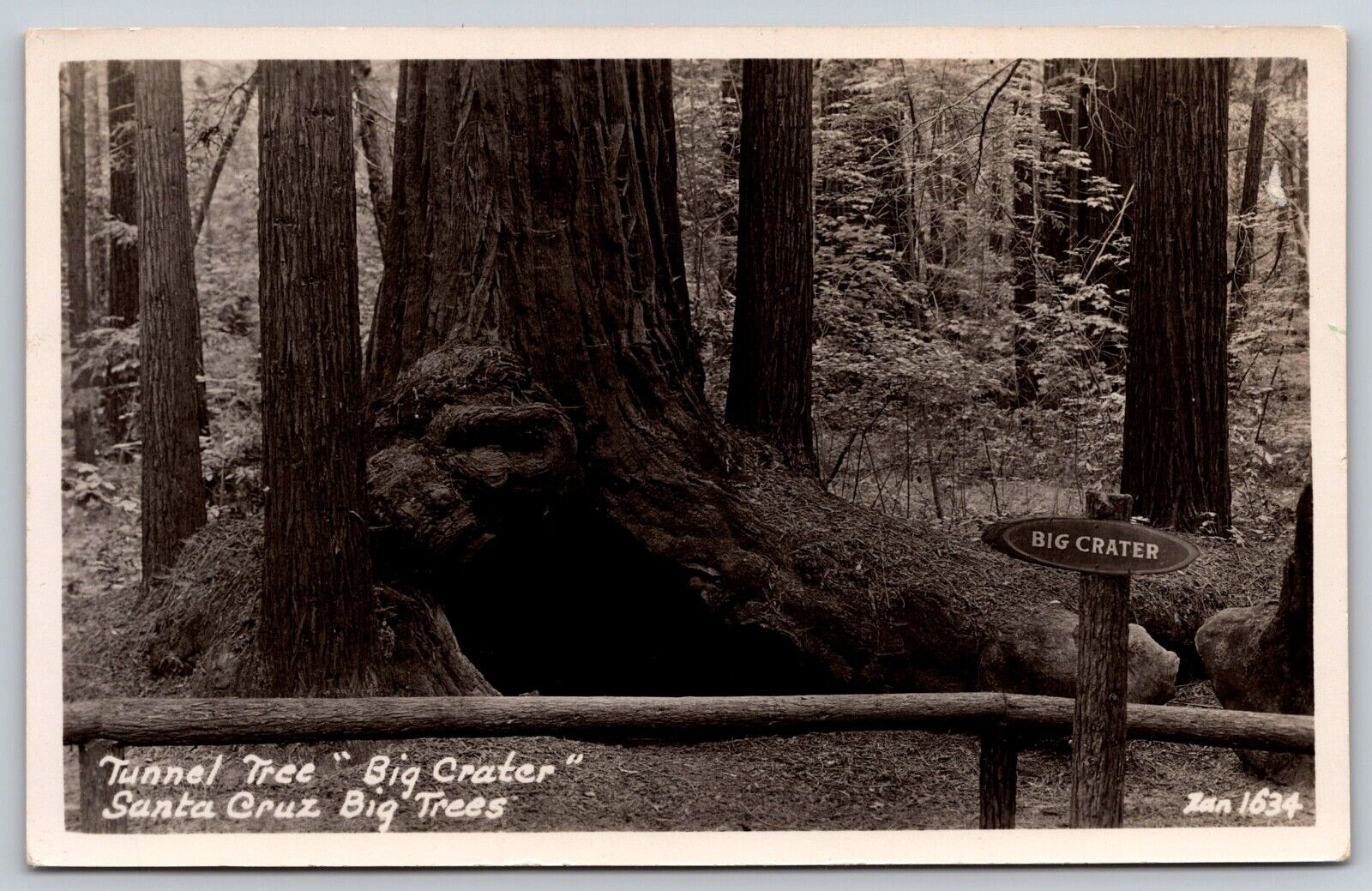 Postcard  RPPC Tunnel Tree Big Crater Santa Cruz Big Trees California