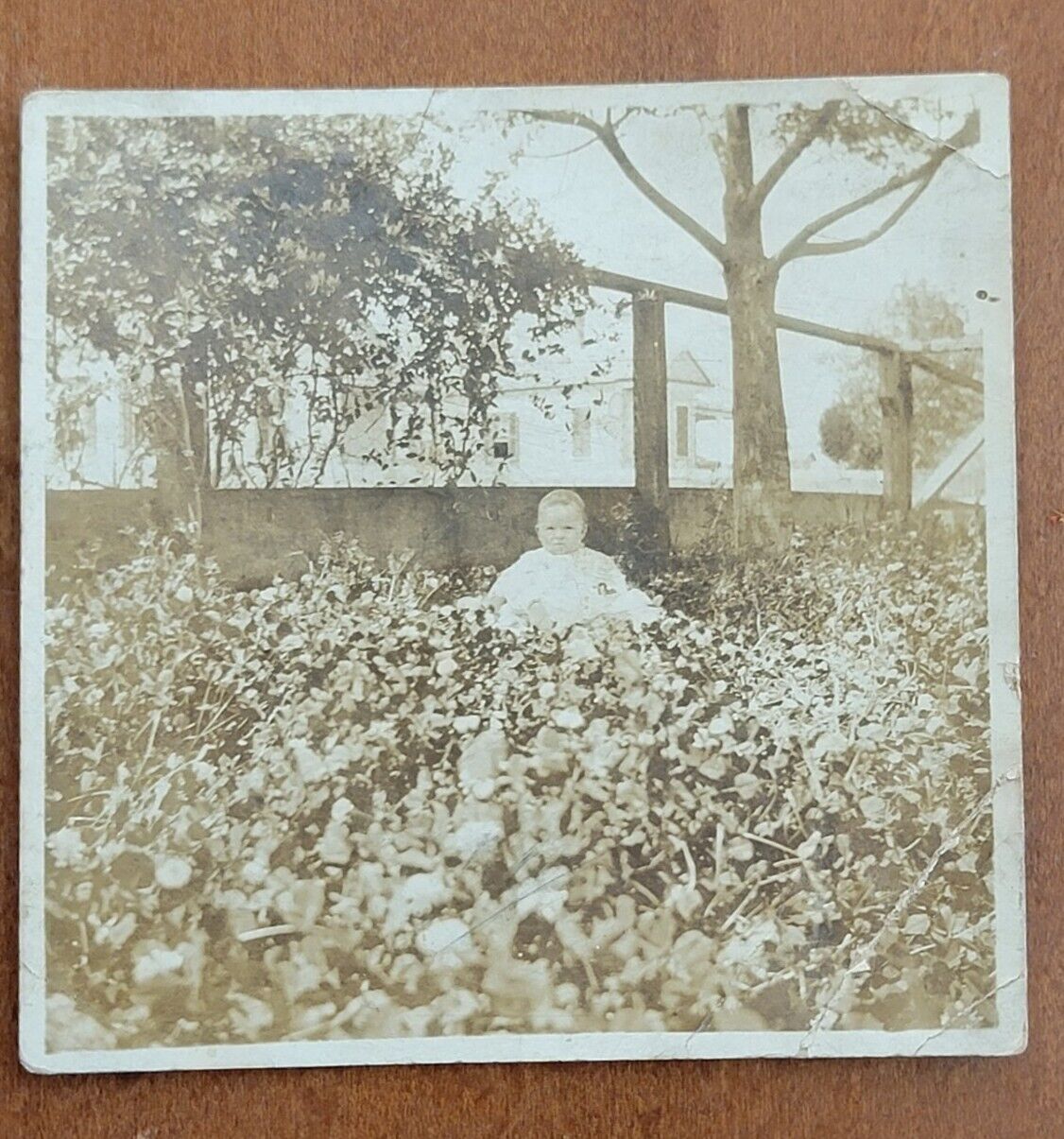 1915 Baby Photo Edwardian Era Snapshot Garden Antique Miniature Square Signed 