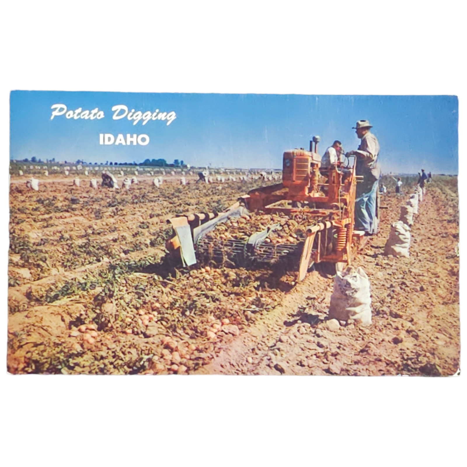 Potato Digging Idaho Postcard Vintage Boise Harvest Real Photo