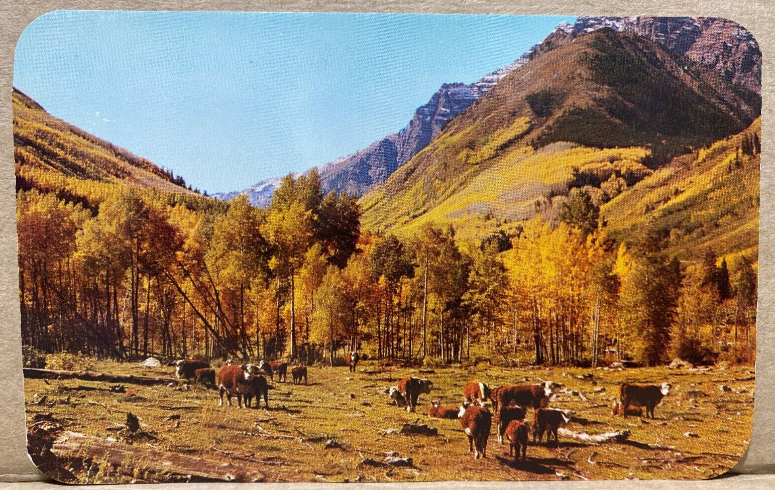 Monte Vista CO Colorado Cattle Hereford Cows Foliage Autumn Chrome Postcard 467