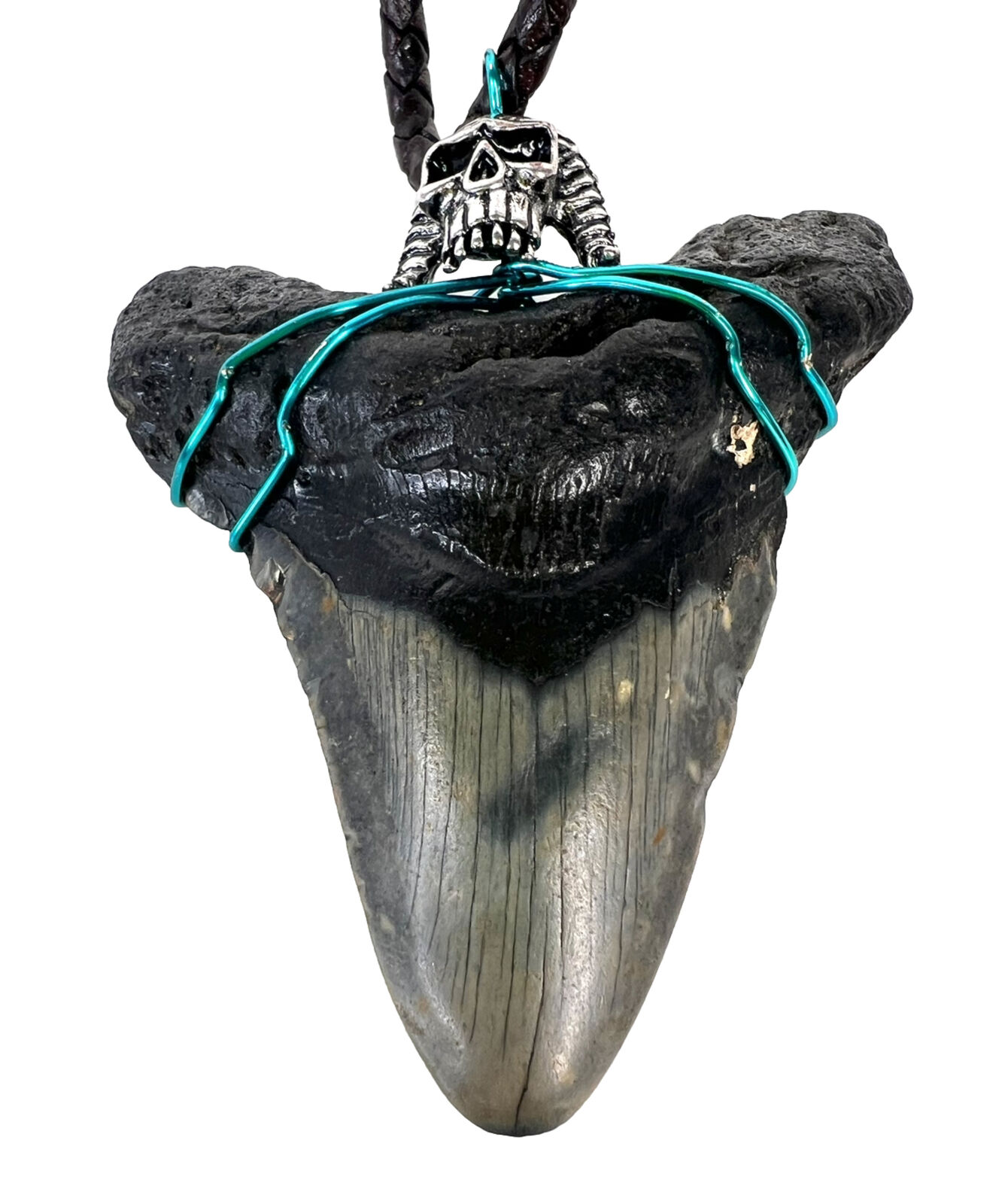 Authentic Megalodon Giant XL Shark Tooth. 3.33” 🏴‍☠️ 🦈
