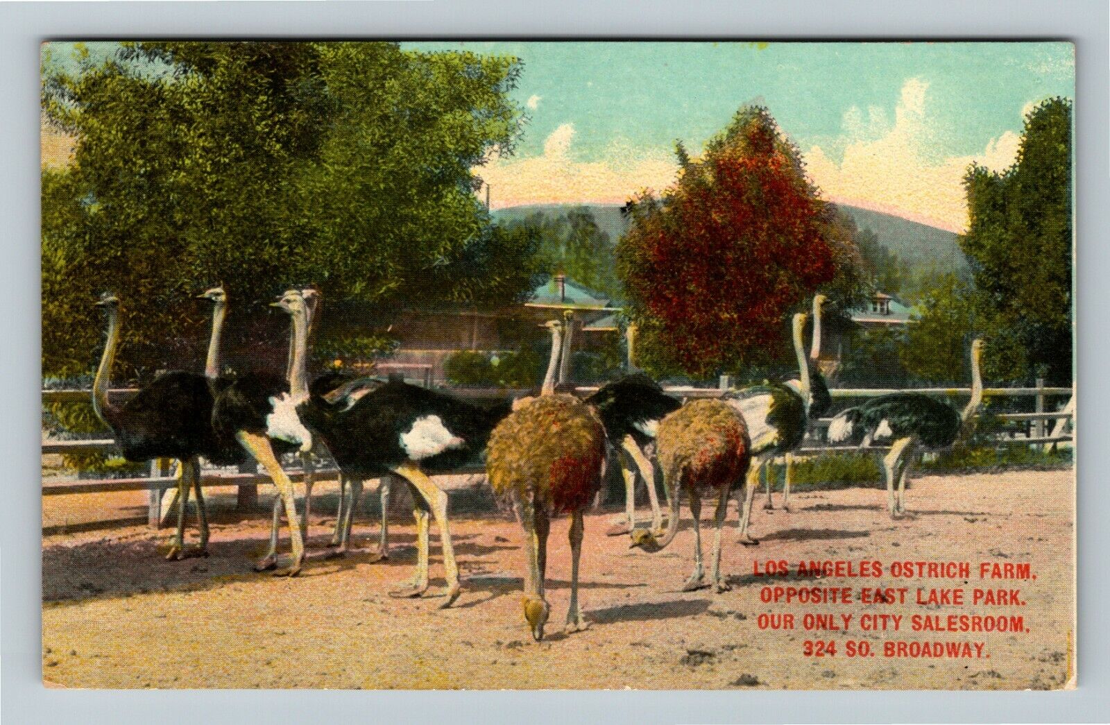 Los Angeles CA-California, Los Angeles Ostrich Farm Vintage Souvenir Postcard