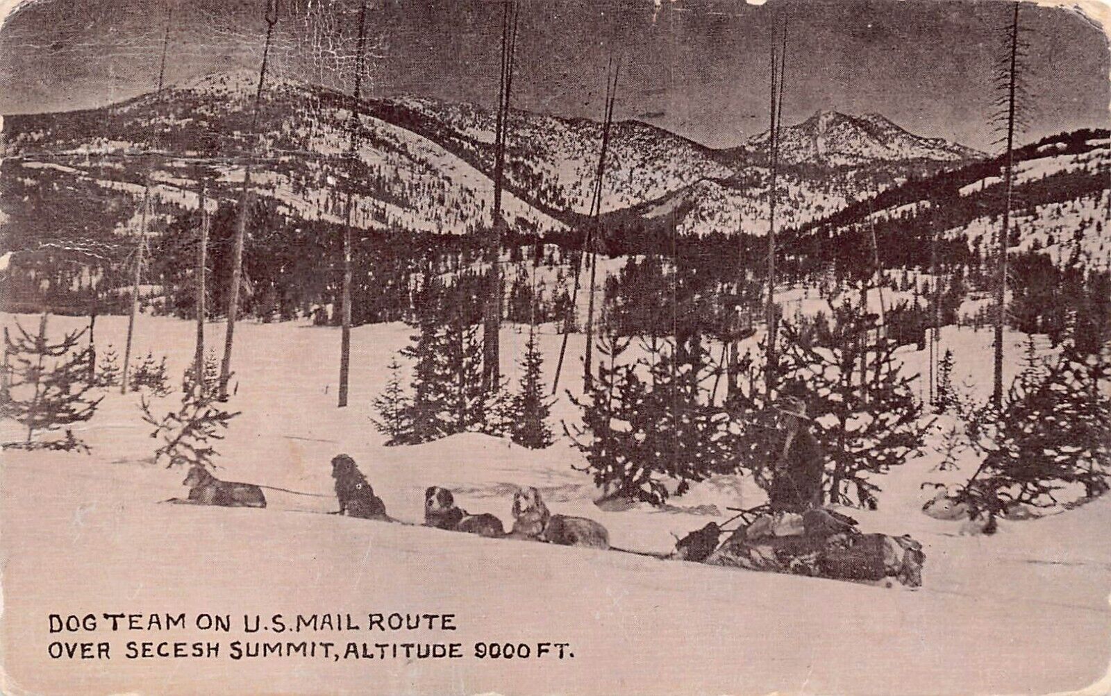 Secesh Summit Idaho US Mail Carrier Man Route Dog Team Sled 1913 Vtg Postcard W5