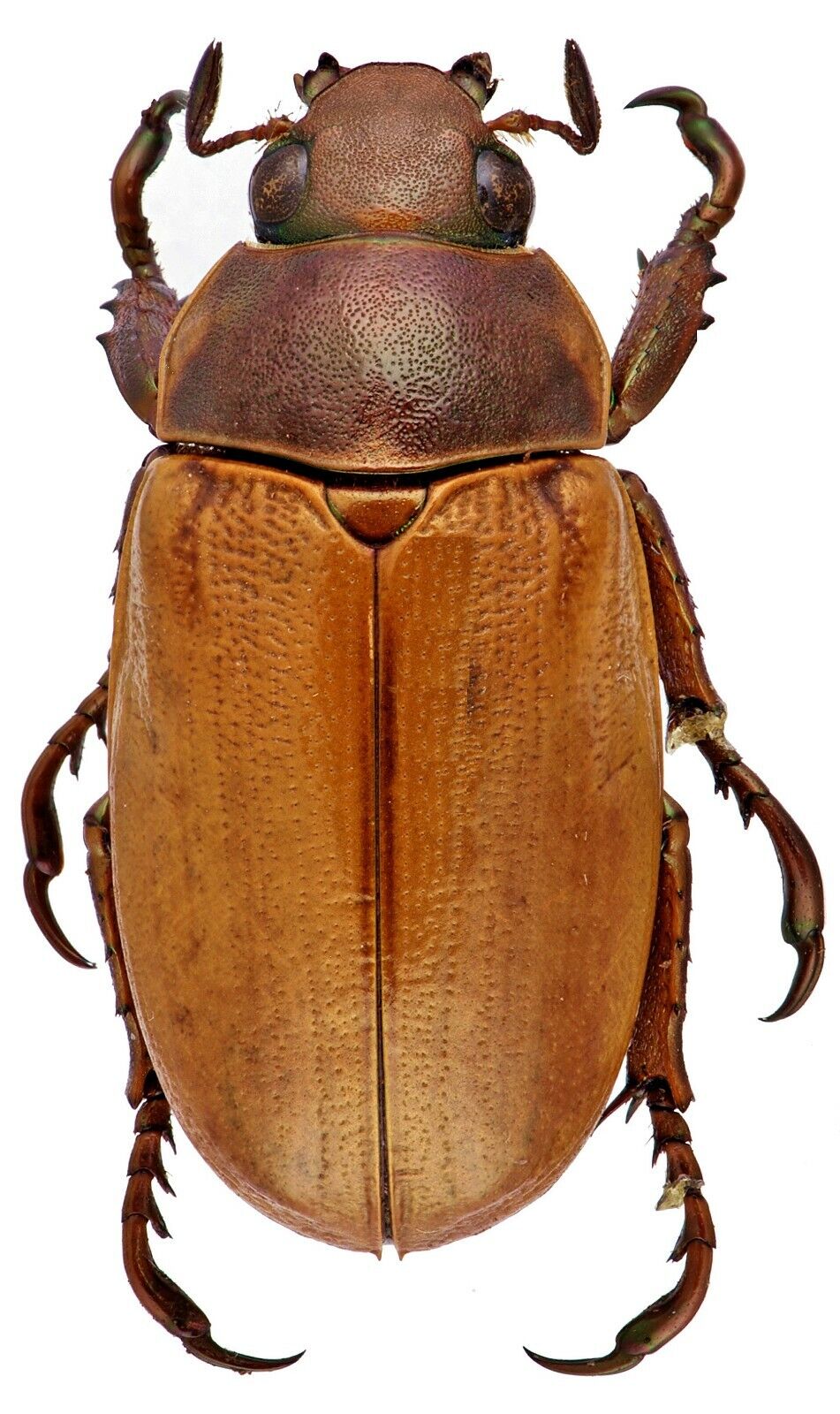Scarabaeidae: Rutelinae: Pelidnota punctulata, A1