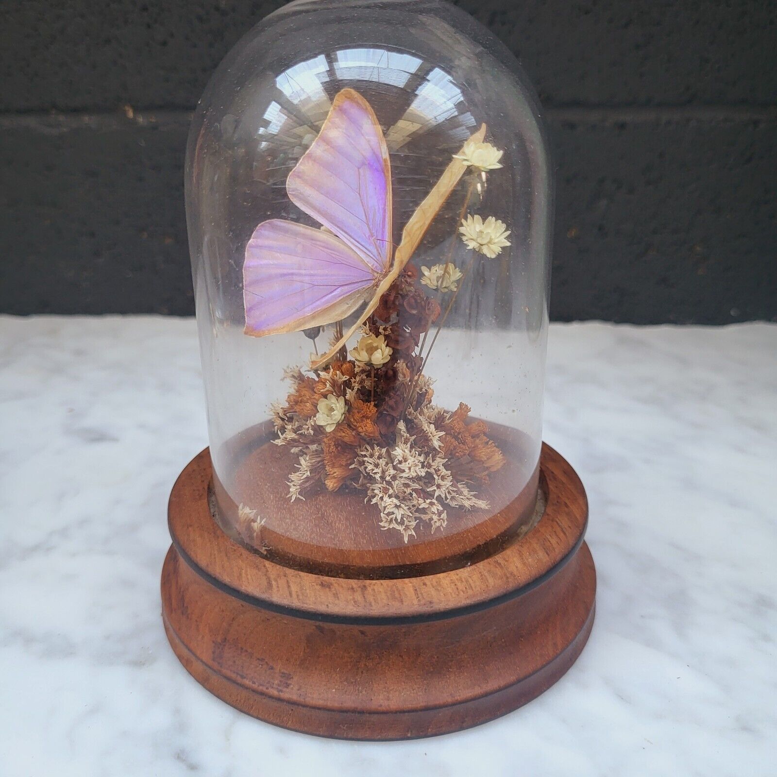 Vintage Real Butterfly Display Taxidermy Mounted Glass Dome Cloiche Wood Base 