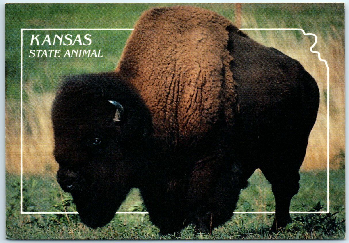 Postcard - Buffalo - Kansas State Animal
