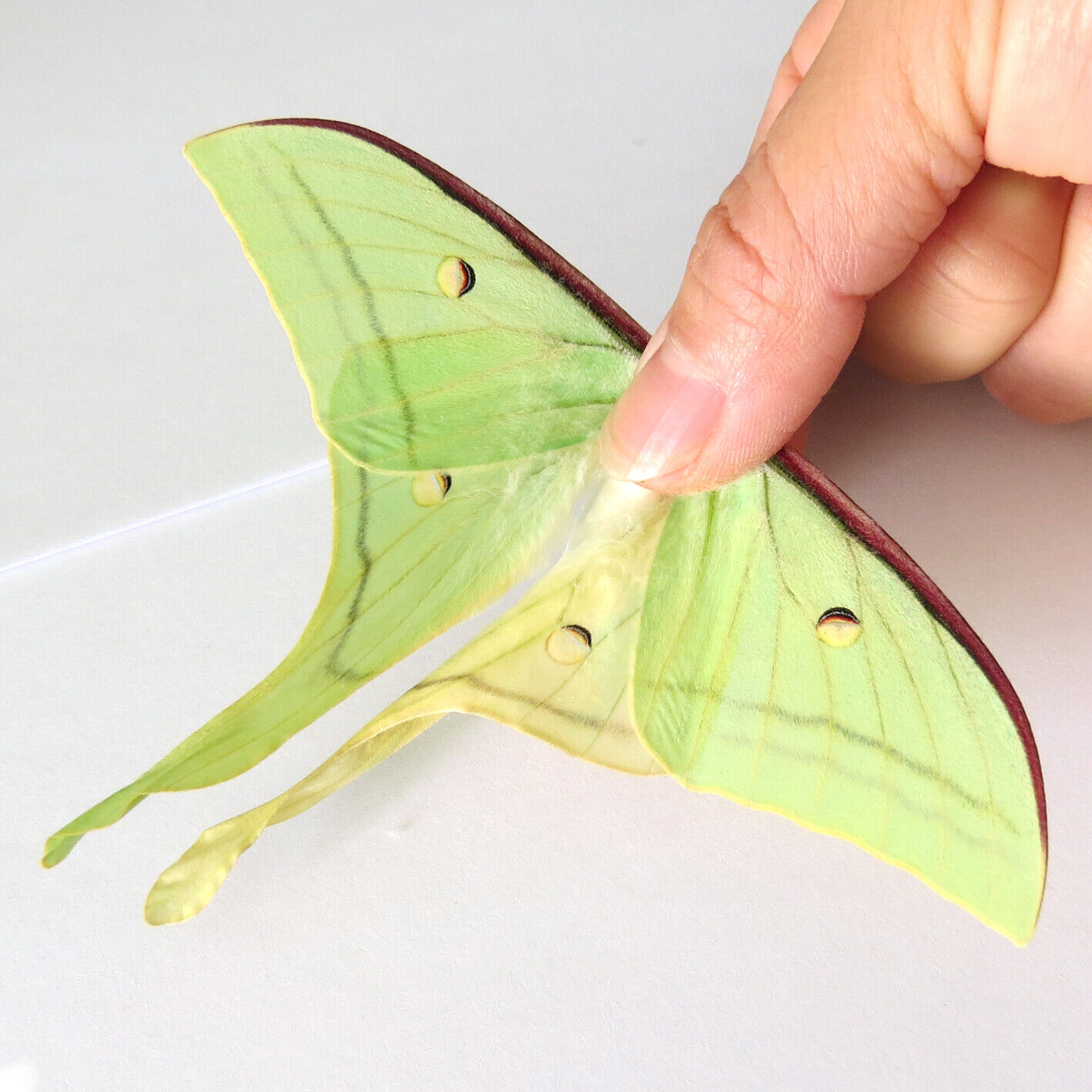 ABERRATION unmounted butterfly / moth moon silkmoth Actias selene #1