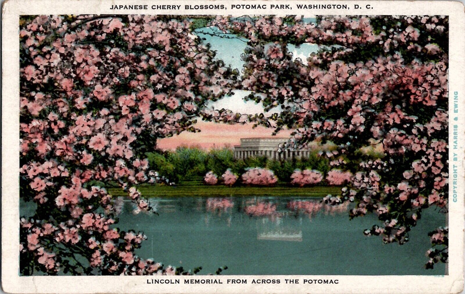 Antique Postcard 1930s Japanese Cherry Blossoms Potomac Park Washington DC