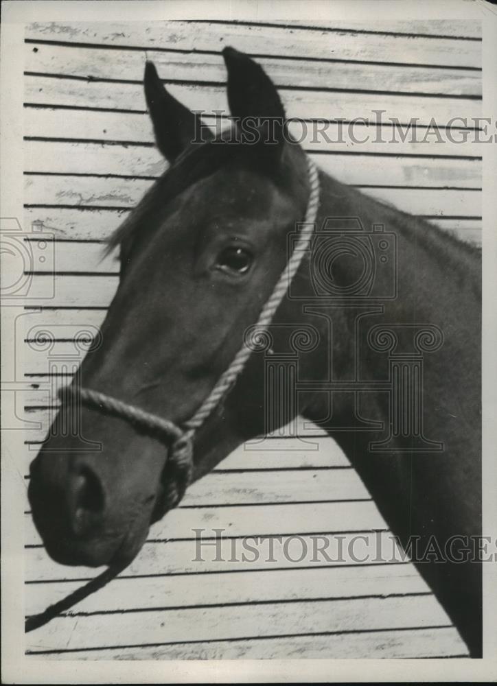 1936 Press Photo Trotter Frances Hanover goes on sale at NY Old Glory auction