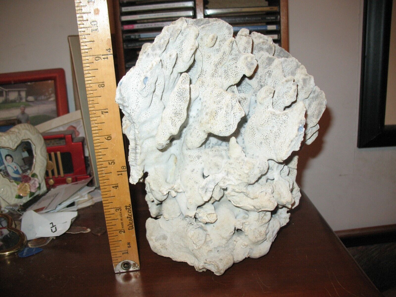 Large Sponge Coral ~6 pounds and 15 ounces