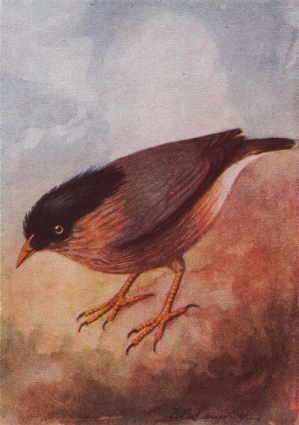 INDIAN BIRDS. The Brahminy or Black-headed Myna 1943 old vintage print picture