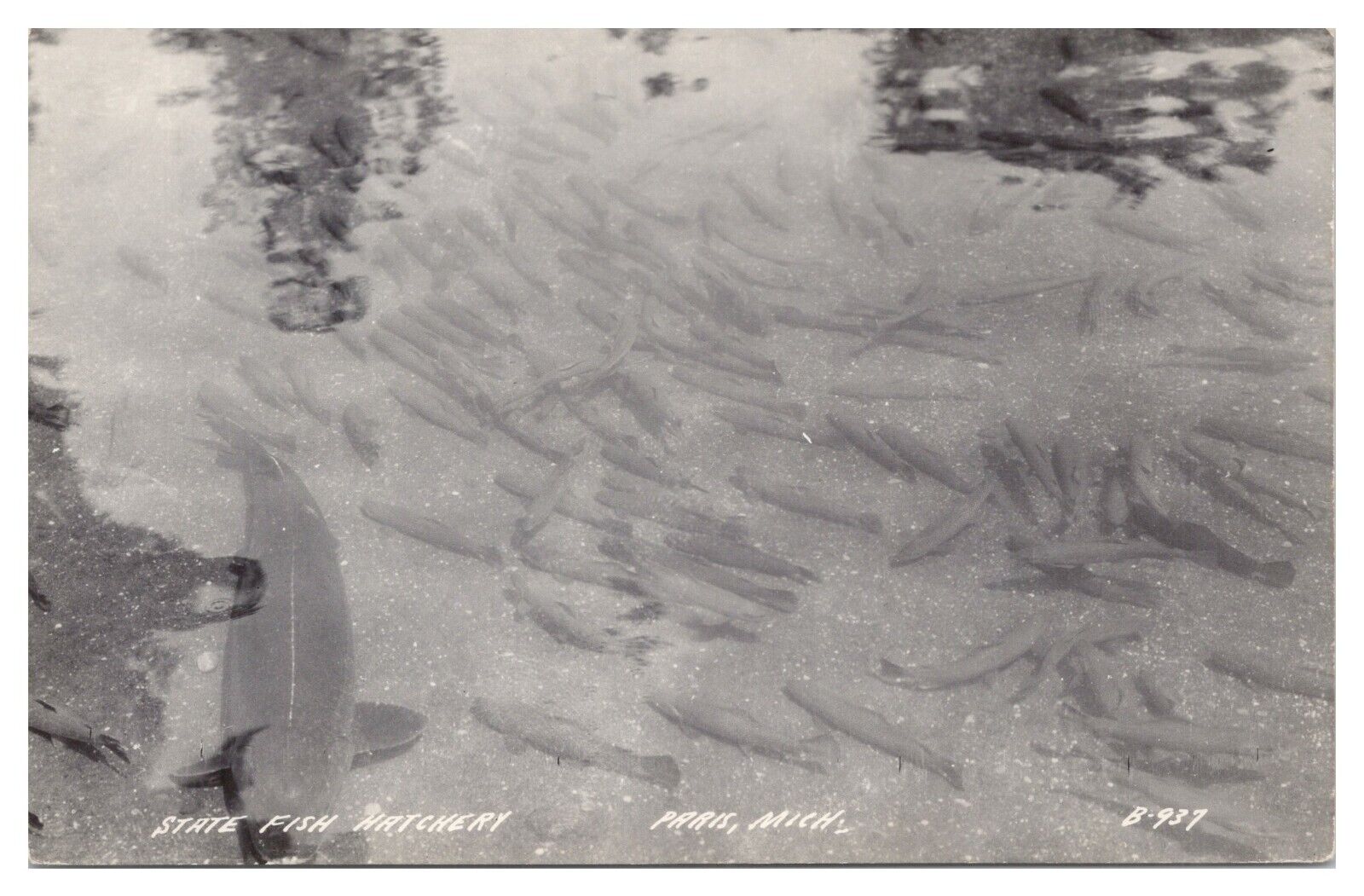 Vintage RPPC State Fish Hatchery Paris Michigan Postcard Real Photo Unposted