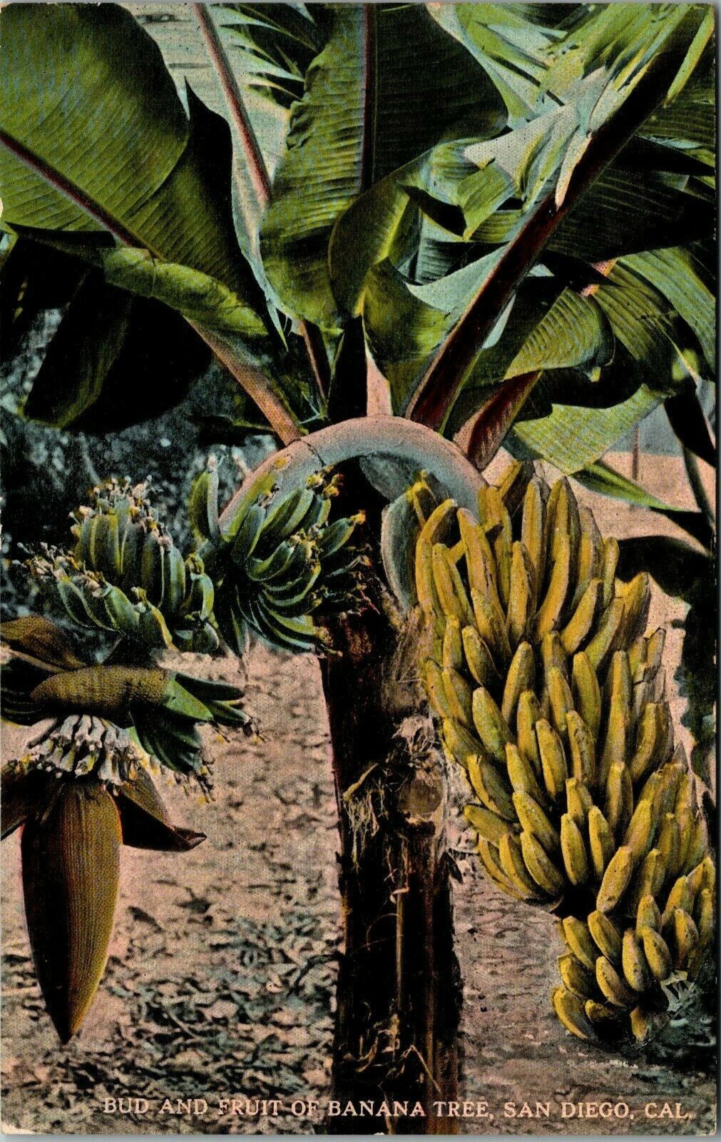 Postcard~San Diego Ca.~Bud & Friut of Banana Tree~Pan. Cal.Exposition~c1915
