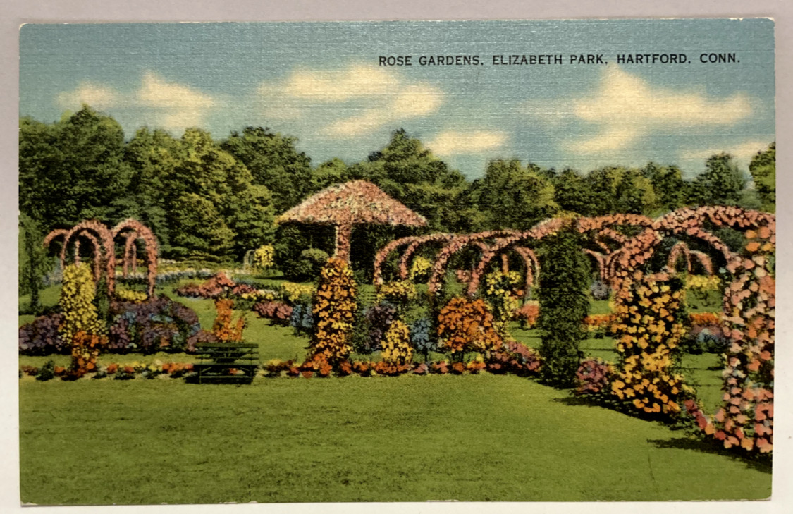 Rose Gardens, Elizabeth Park, Hartford, Connecticut CT Vintage Linen Postcard