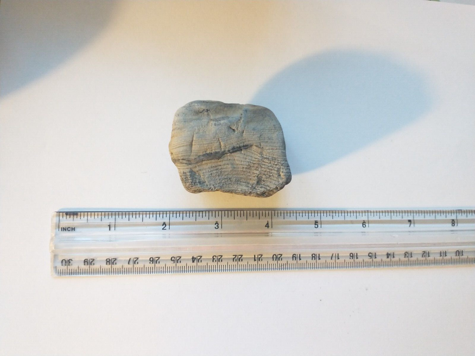 4.8 oz Piece of Petrified / Fossilized Wood