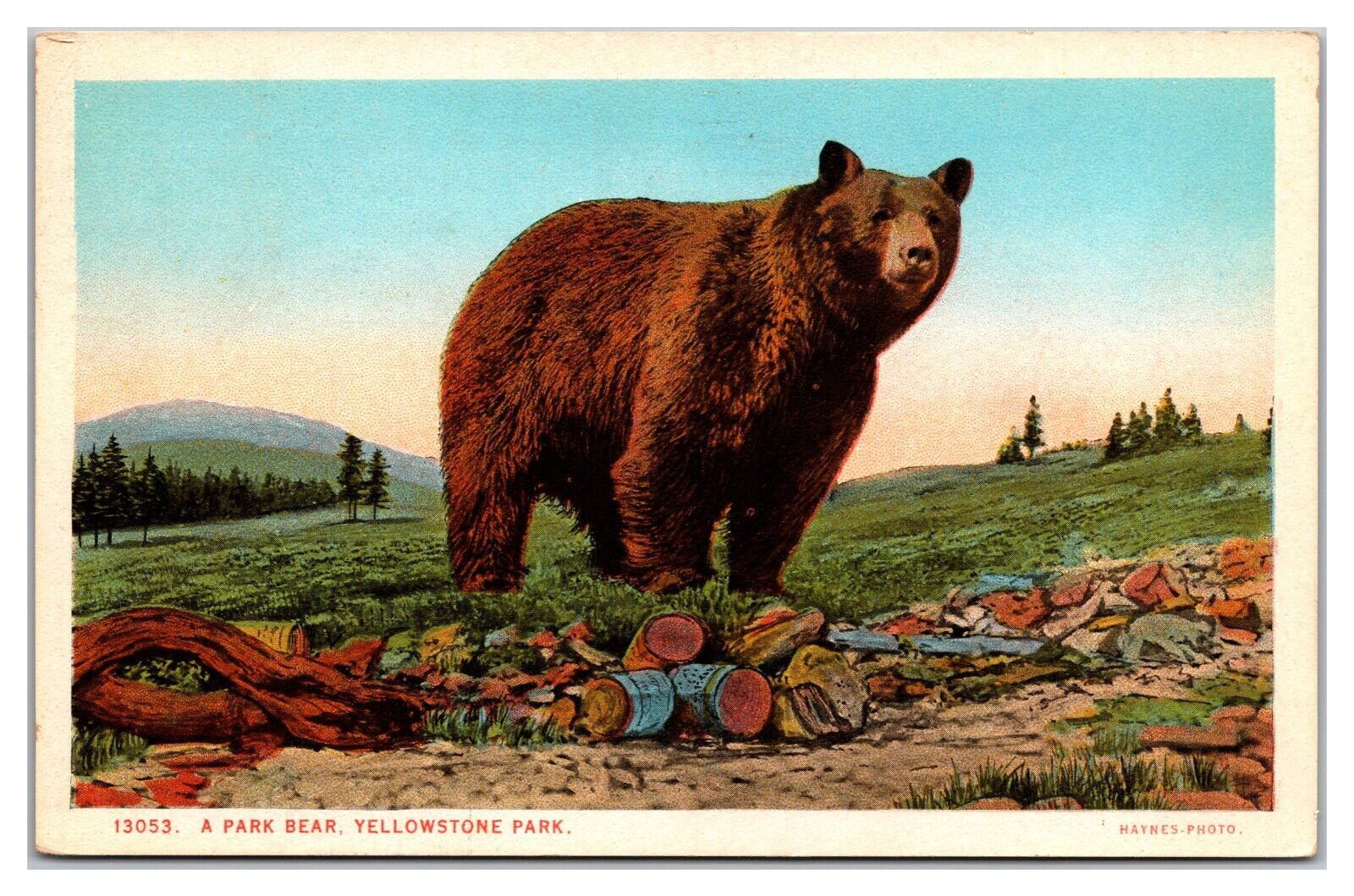 A Park Bear, Yellowstone Park