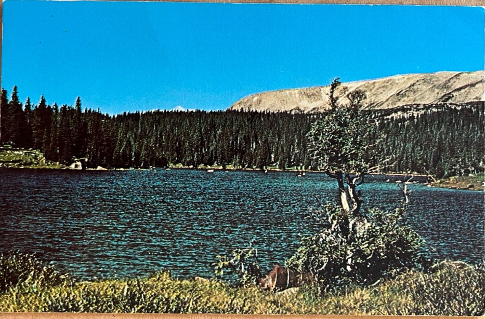 Wyoming Brooklyn Lake Snowy Range Medicine Bow Mountains Postcard c1960