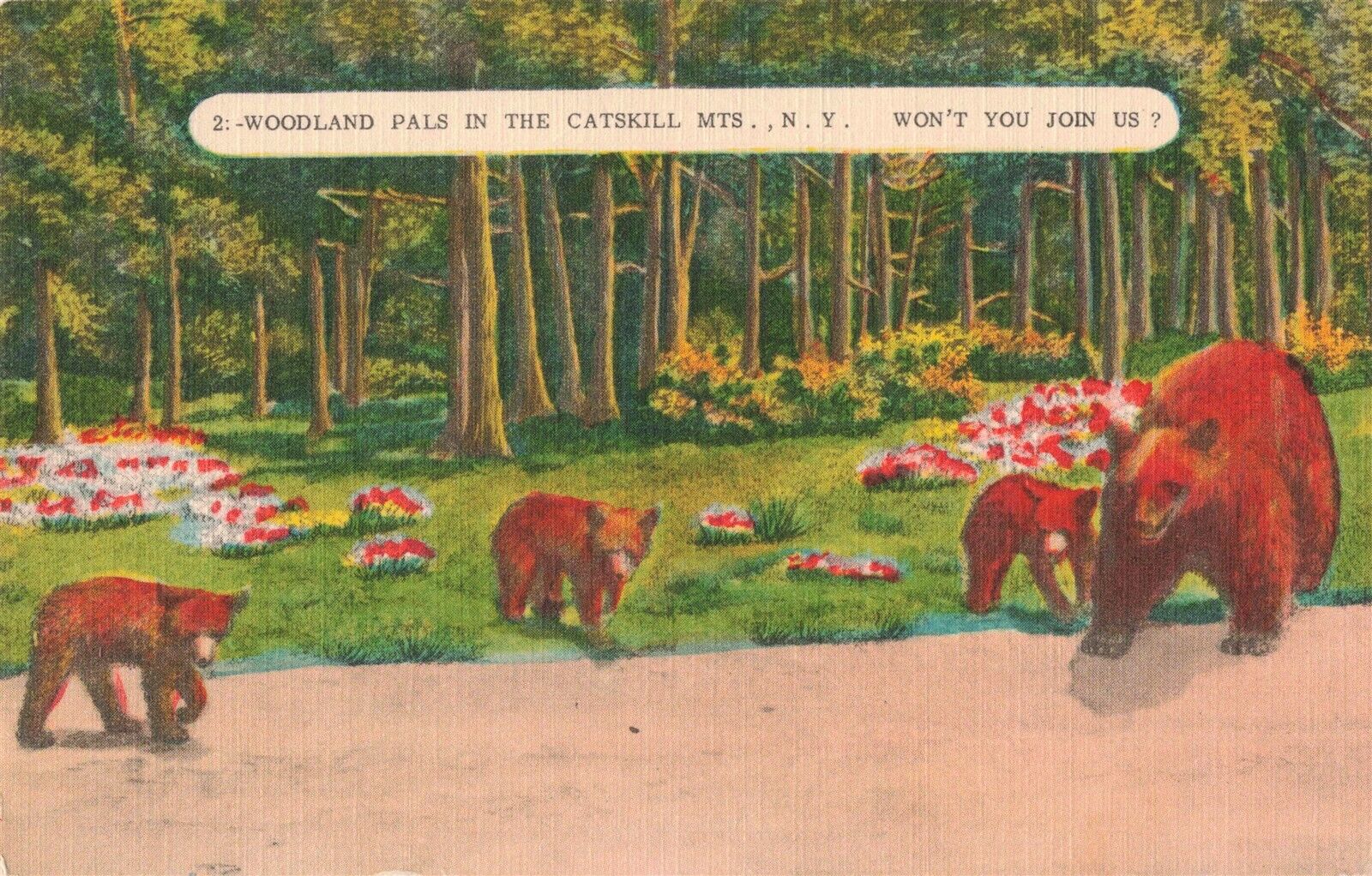 Catskill Mts. NY New York Mama Bear with Three Cubs Postcard E191