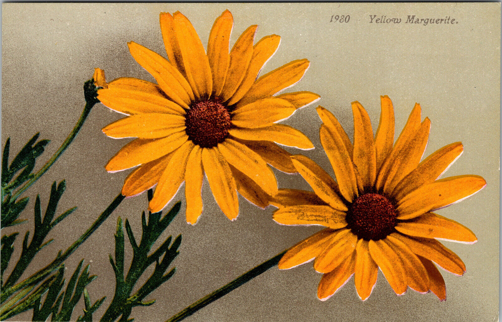 Postcard 1920 Yellow Marguerite Art Divided Back Antique Floral Card