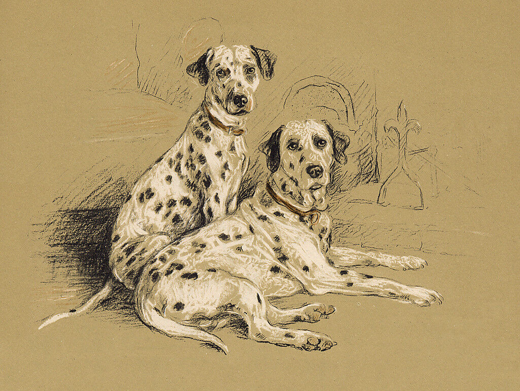 DALMATIAN CHARMING DOG GREETINGS NOTE CARD TWO LOVELY DOGS