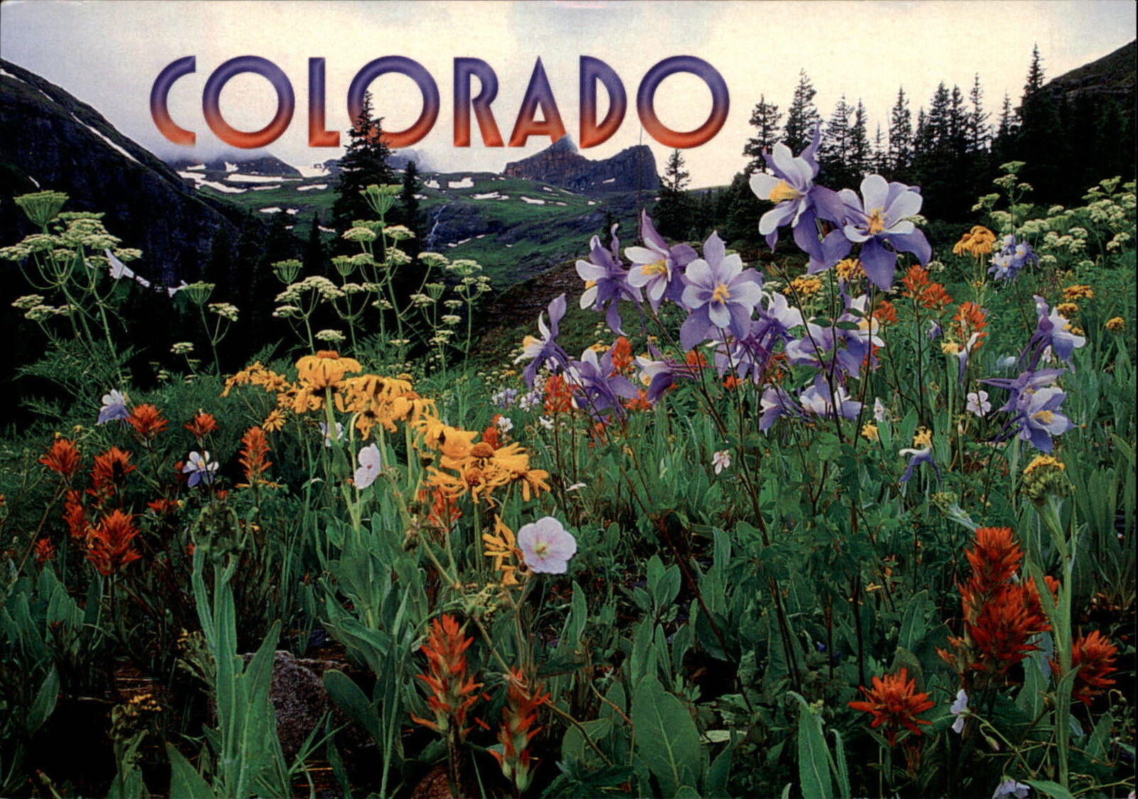 Colorado Ice Lake Basin meadow Columbines wild flowers ~ unused postcard sku745