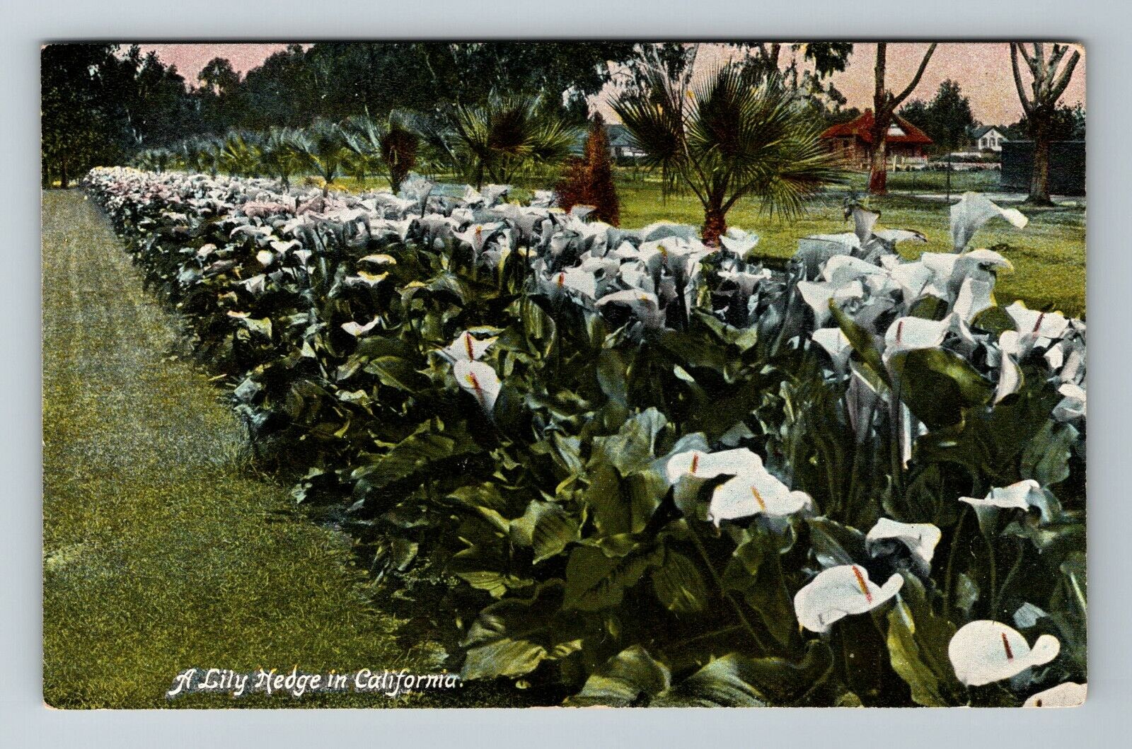 CA-California, A Lily Hedge, Scenic Nature Flowers, Vintage Postcard