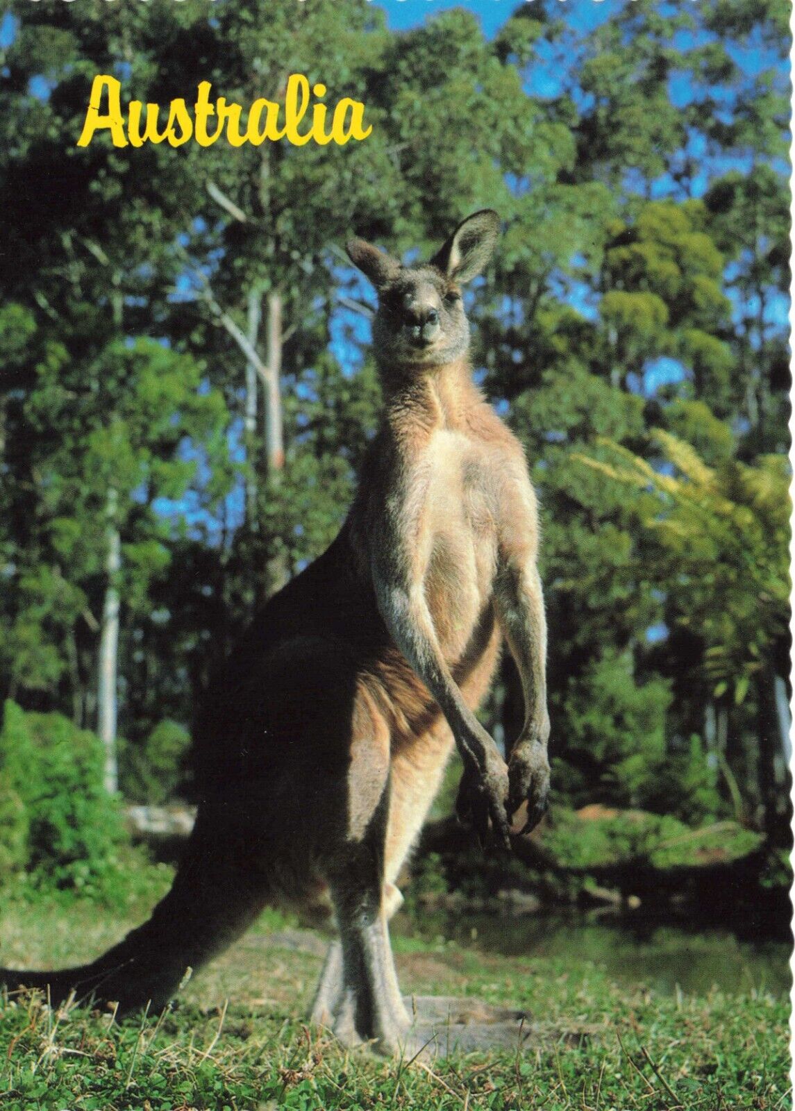 Postcard Australia Forester or Great Grey Kangaroo National Symbol Pop Culture