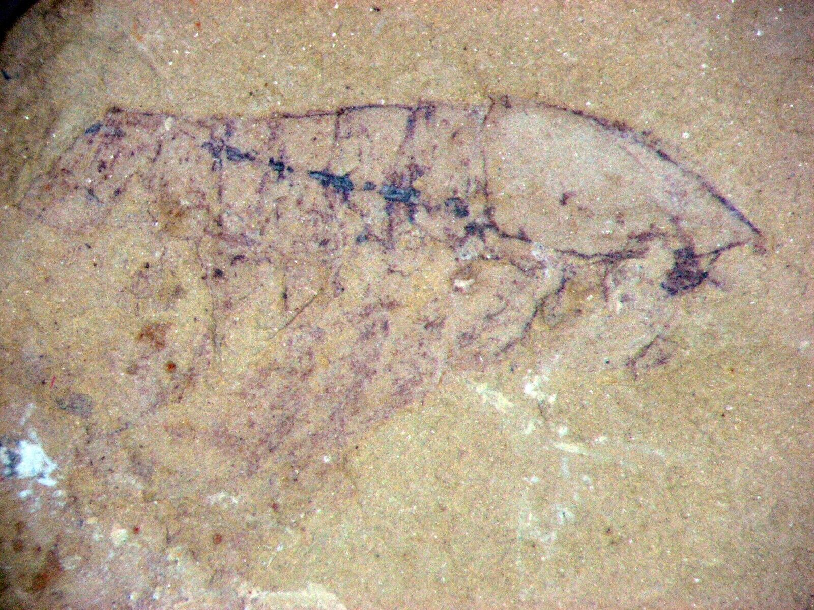 Cambrian Chengjiang fauna fossil LEANCHOILIA rare arthropod great details