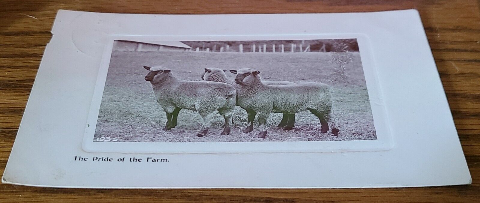 Antique 1914 Real Photo Sheep Postcard The Pride of the Farm
