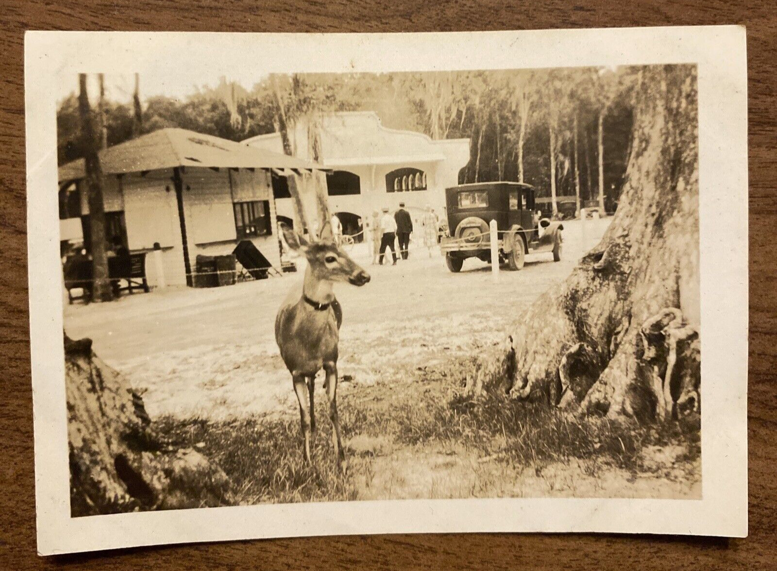 Vintage 1920s Silver Springs Florida FL Deer Old Car People Real Photo P10k5