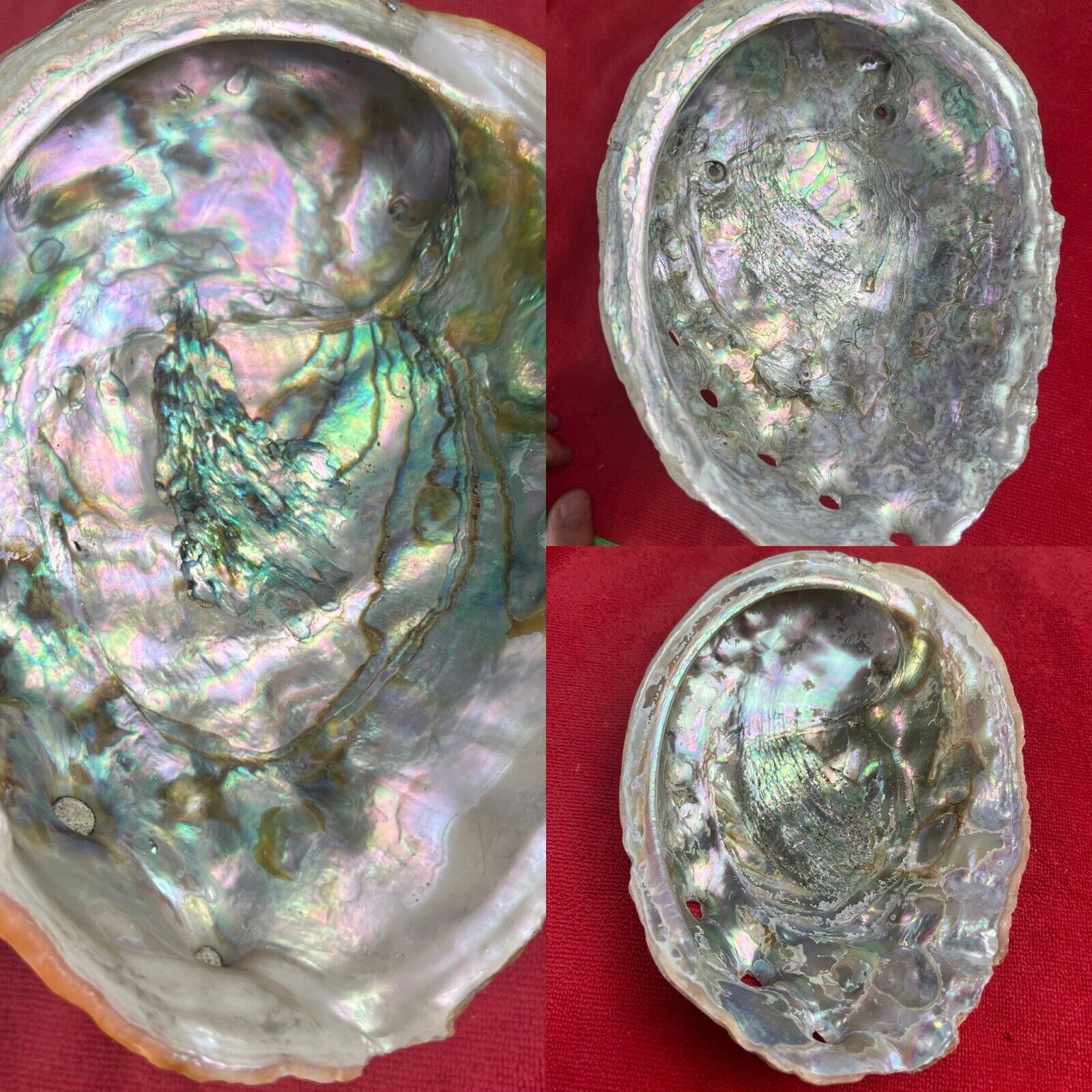 🔥Lot of 3  BEAUTIFUL Extra Large XL California Abalone Seashell Incense Bowl