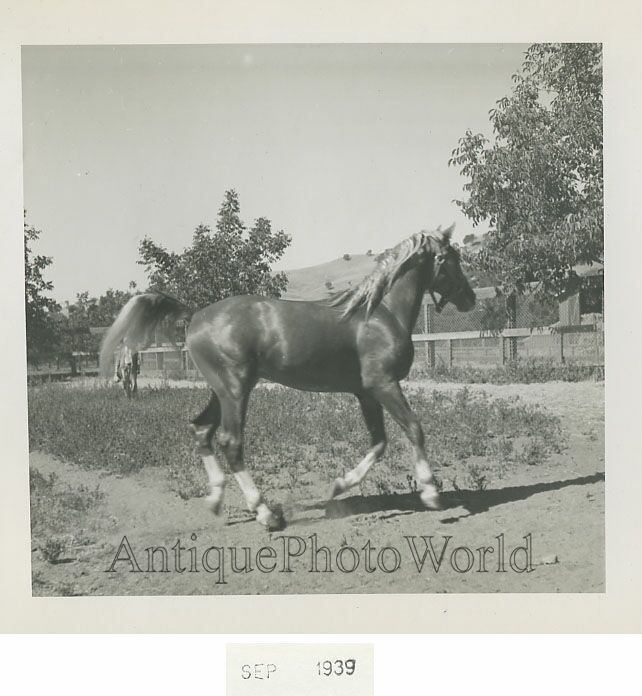 Beautiful galloping horse antique photo