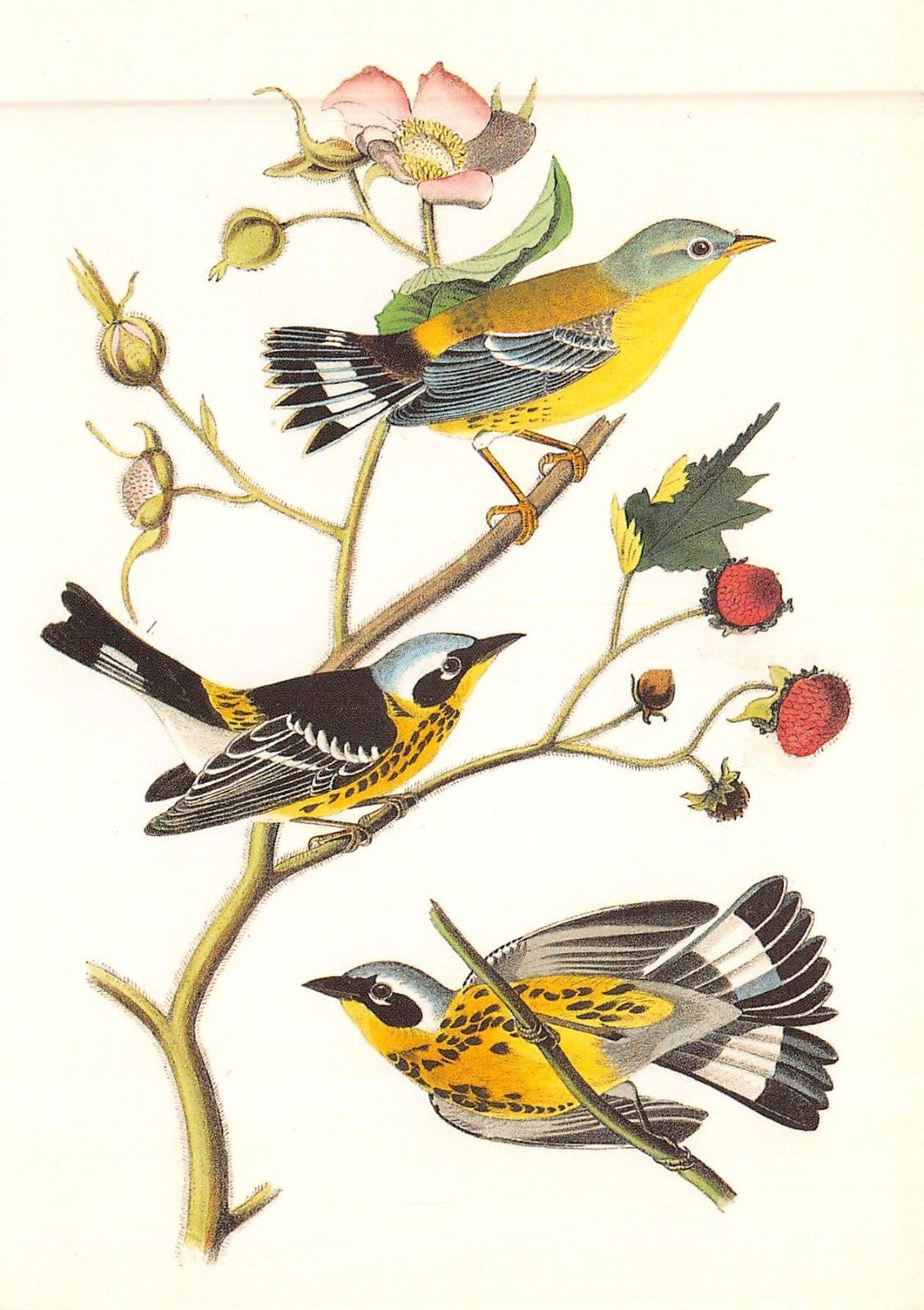 MAGNOLIA WARBLER by John James Audubon 1987 Dover Pub. Postcard 5723c