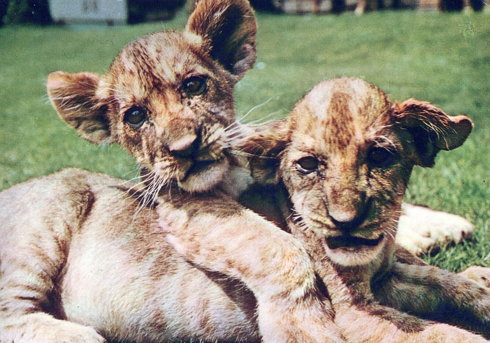 Young Lions. Posted in 1964 in Netherlands Chrome 4x6 Postcard