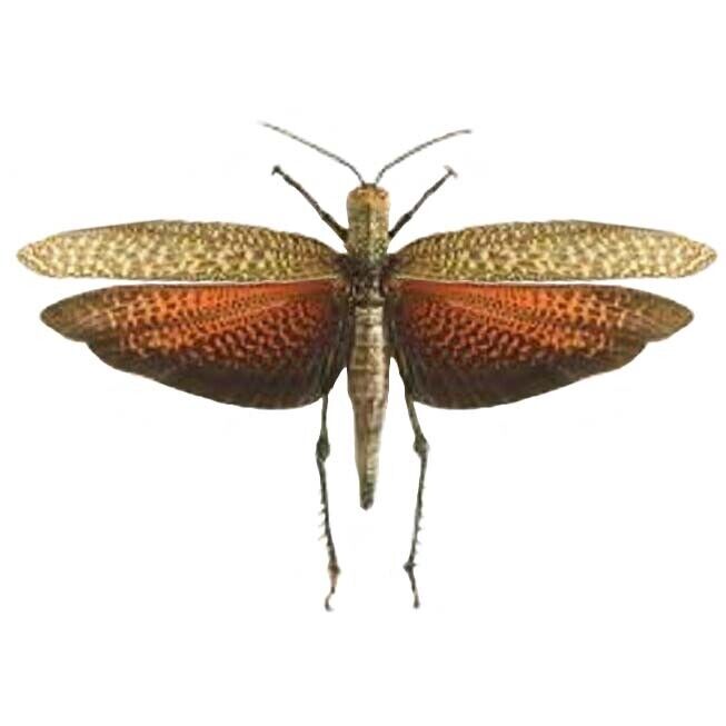 Titanacris dux FEMALE red orange grasshopper Peru unmounted wings closed
