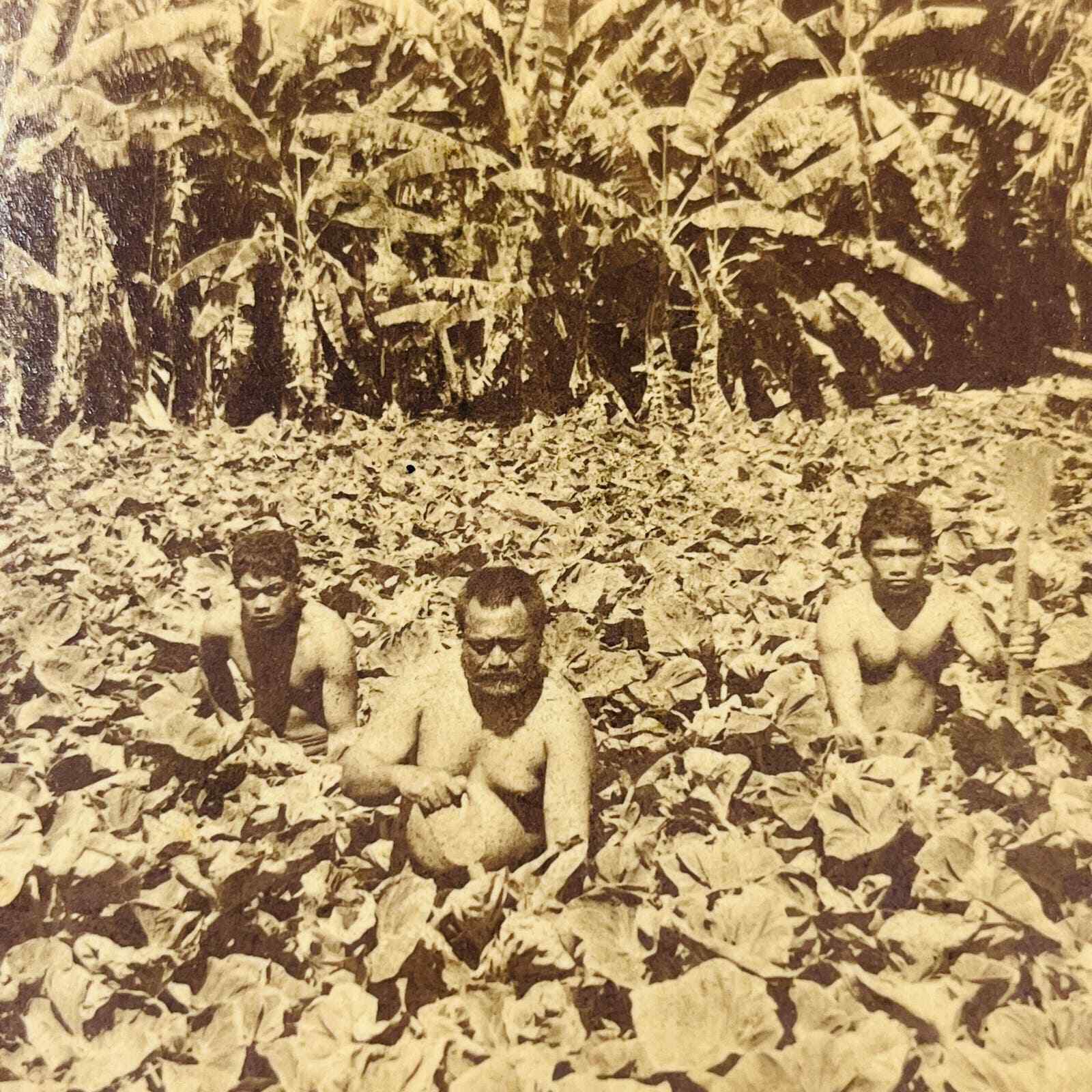 1896 Stereoview Card Native Bucks Cultivating The Taro Plant Hawaiian Islands